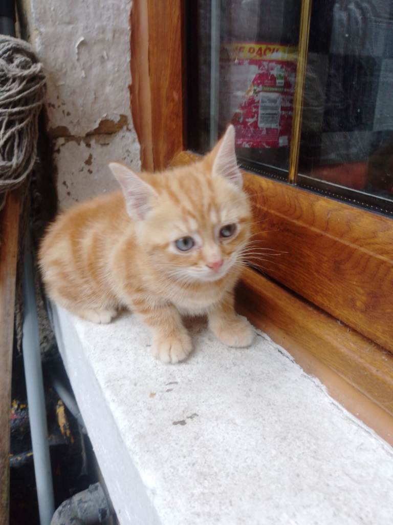 beautiful ginger kitten