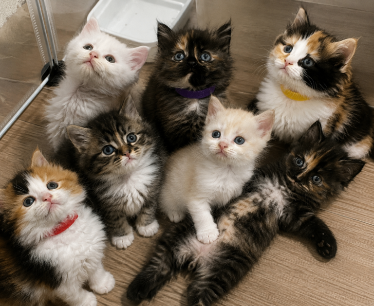 💫 pure maine coon kittens 💫