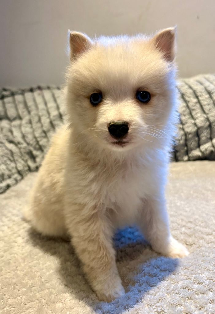 F3 pomsky puppies (Mini husky)