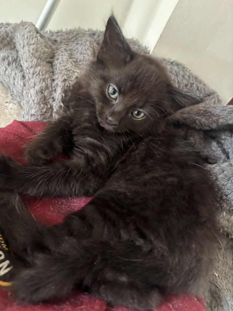 6 kittens ready to go now 