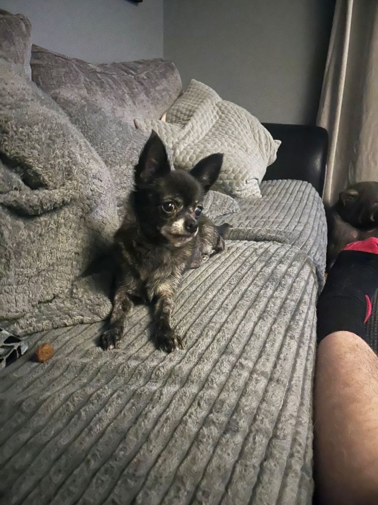 Chihuahua Needs a loving home 