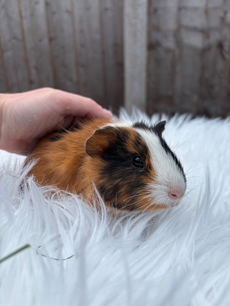 One boy left! Baby guinea pigs, ready now! 