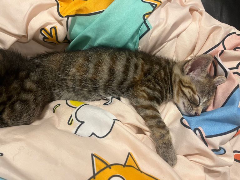 LAST Tabby kitten available 