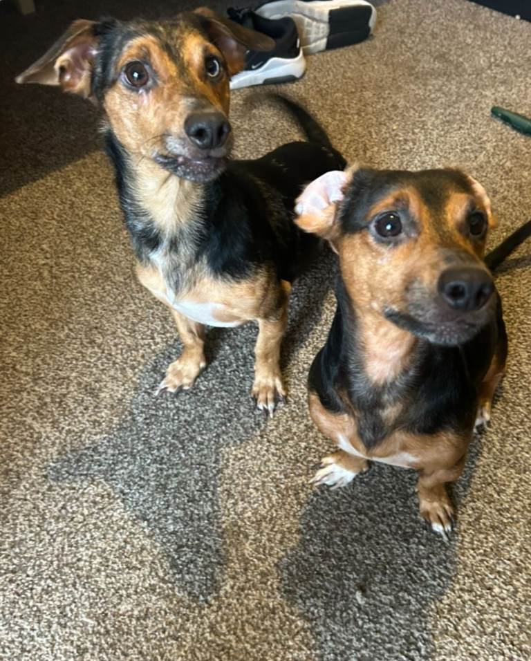 urgent - Rehoming of Two Brothers - Jachshunds - 4 yrs old - £200.00 ono