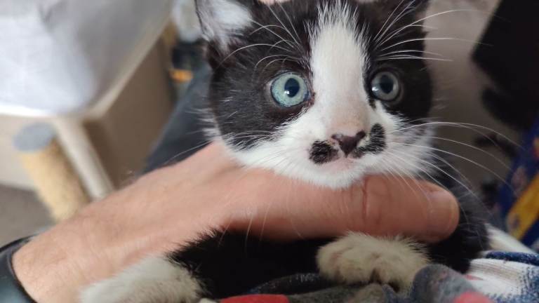 One gorgeous 12 week old female kitten looking for a loving home
