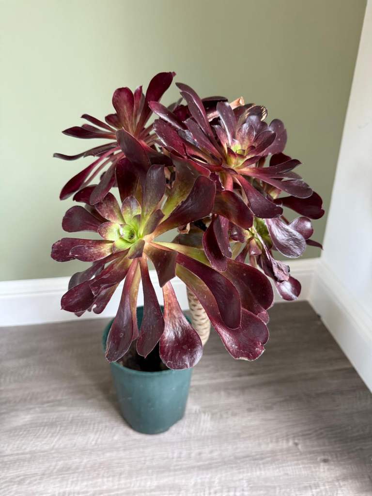 A selection of aeonium voodoo succulent plants