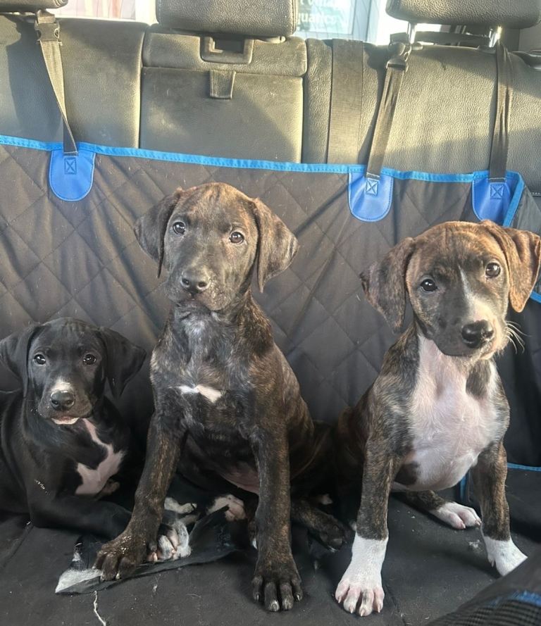 *READY TO LEAVE* Rhodesian Ridgeback x Bull Lurcher Puppies