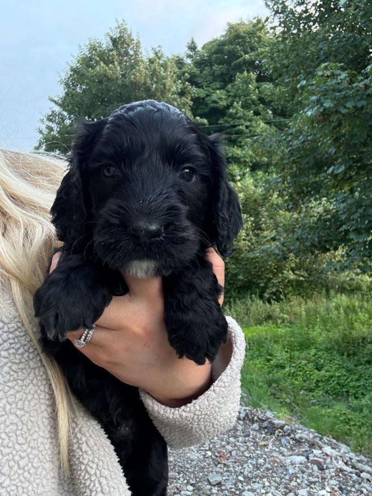 Cockapoo puppies