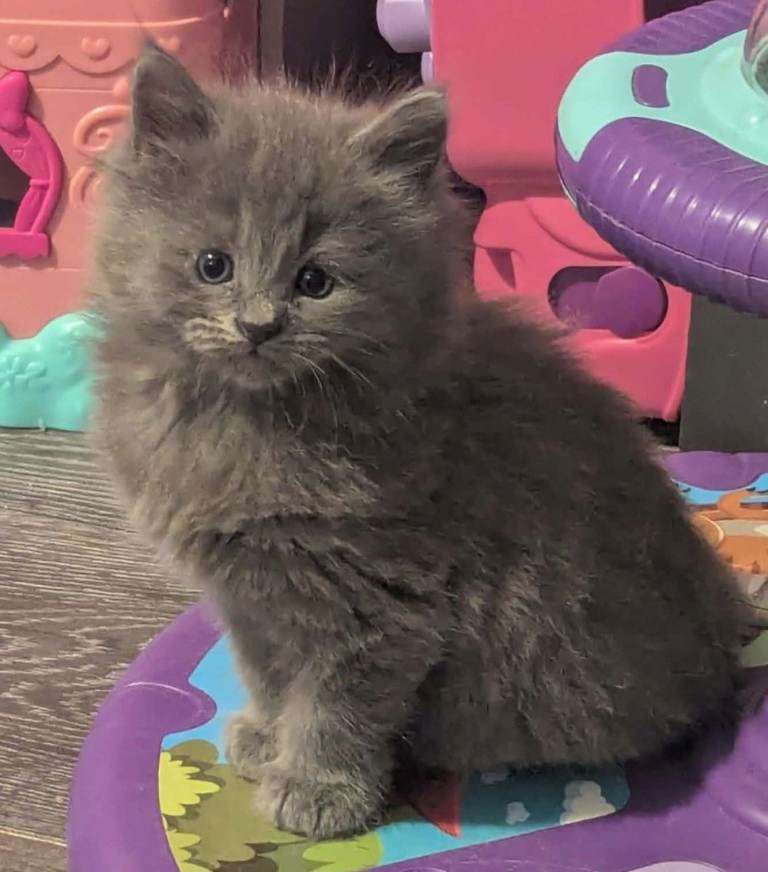 Ragdoll x Maine coon kittens