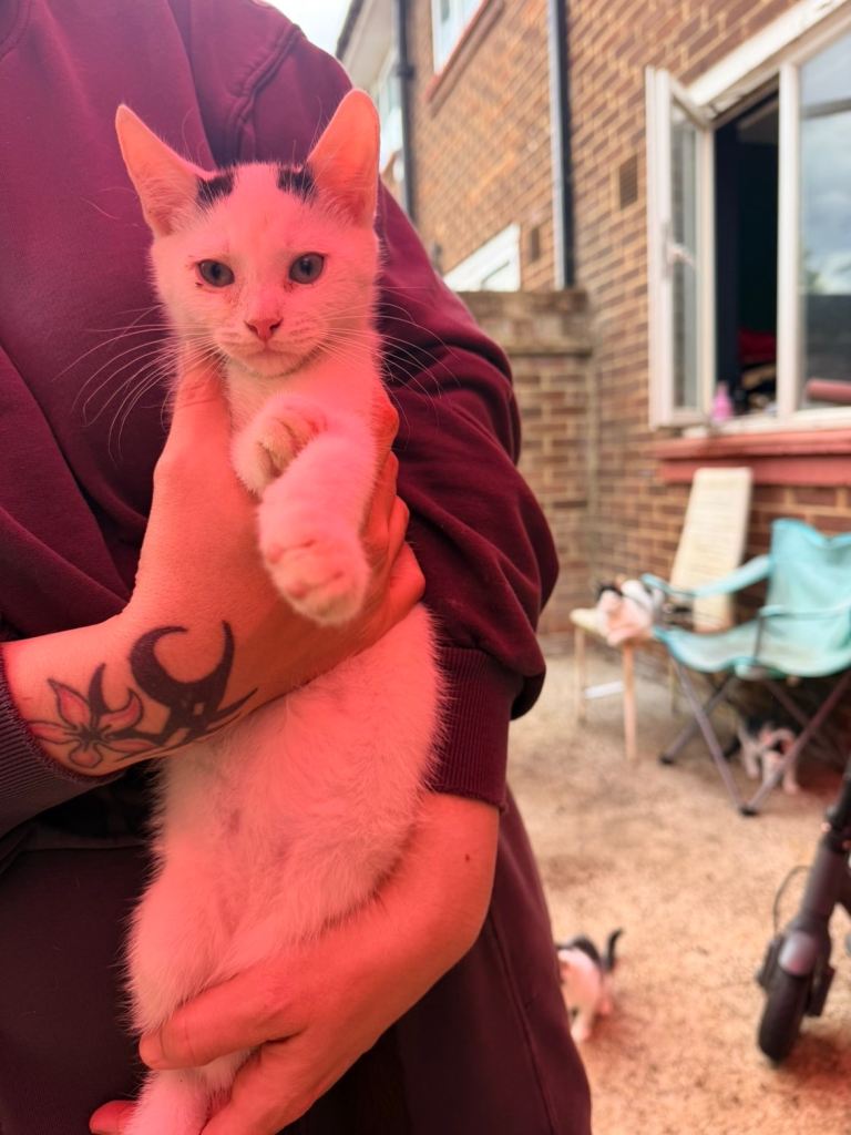 3 Kittens For sale