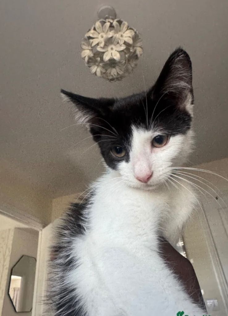  17-Week-Old Male Kitten Looking for a Loving Forever Home 