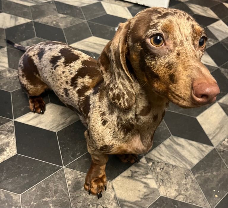 Female dapple mini dachshund 12 months 