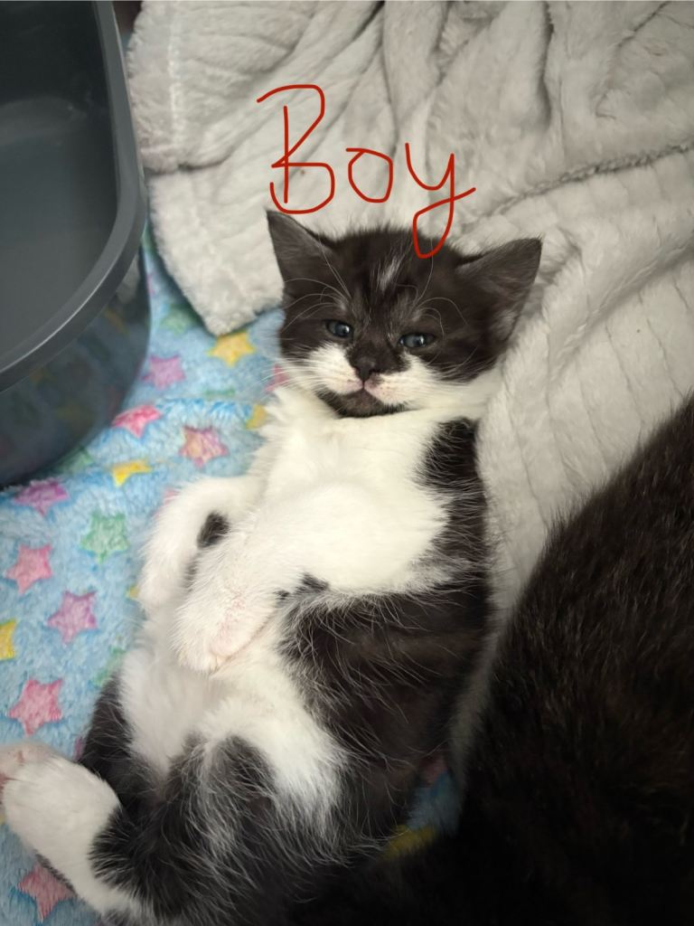 Kittens 