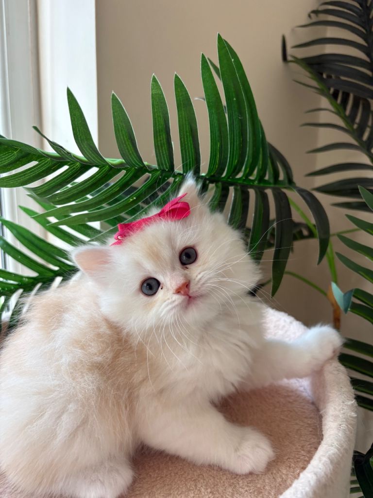 Ragdoll/Persian