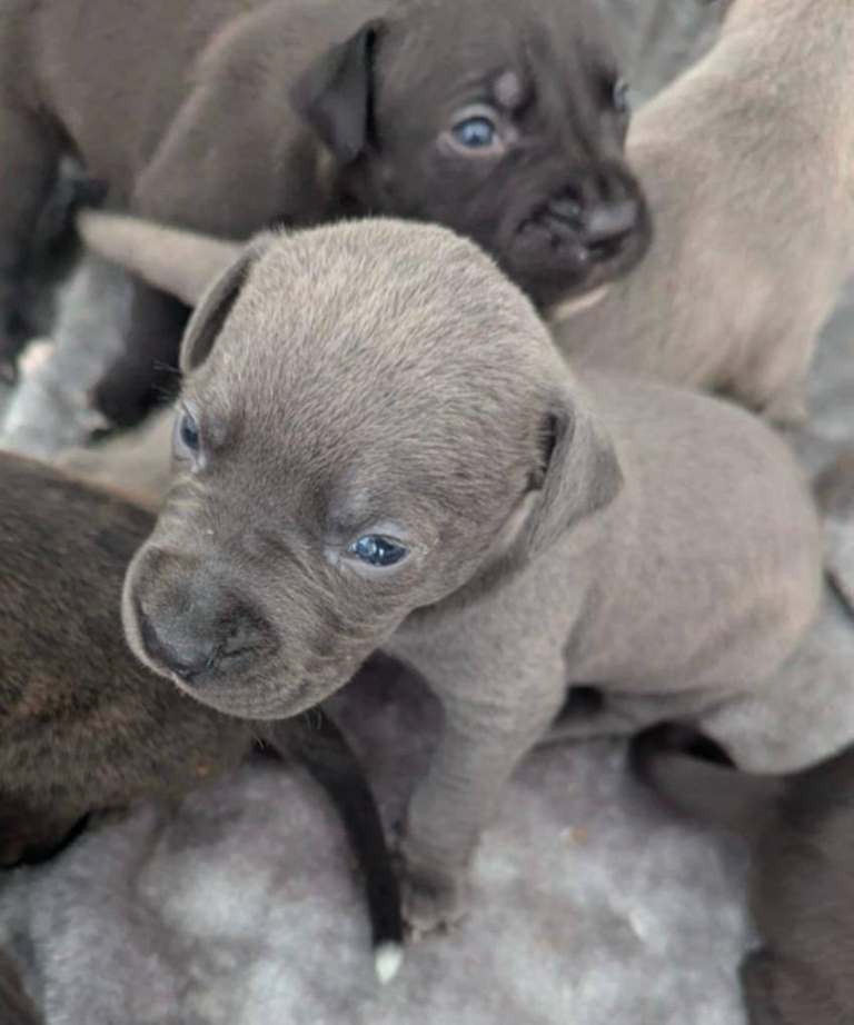Outstanding "old-time" Black/Blue Staffordshire Bull Terrier puppies *Rare*