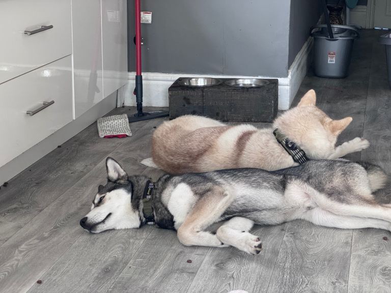 6 Month Husky Pup Rehome