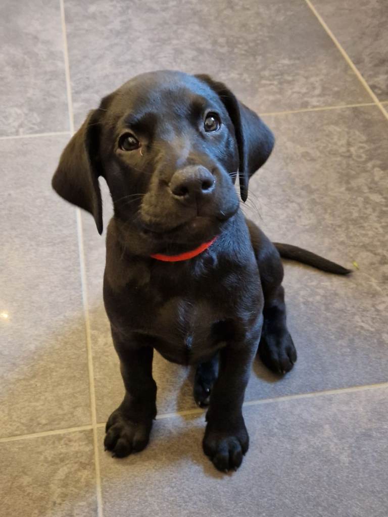 LAST BOY LABRADOR PUPS