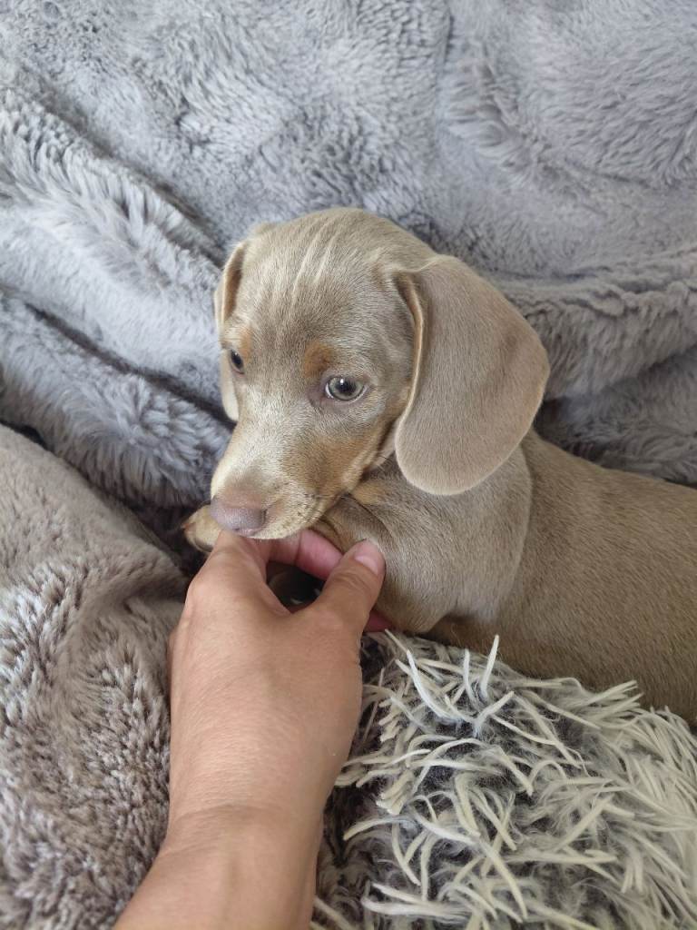 Stunning Dachshund Puppy