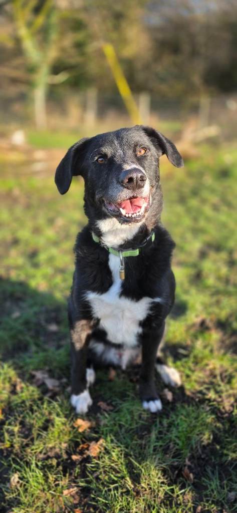Collie cross for rehoming