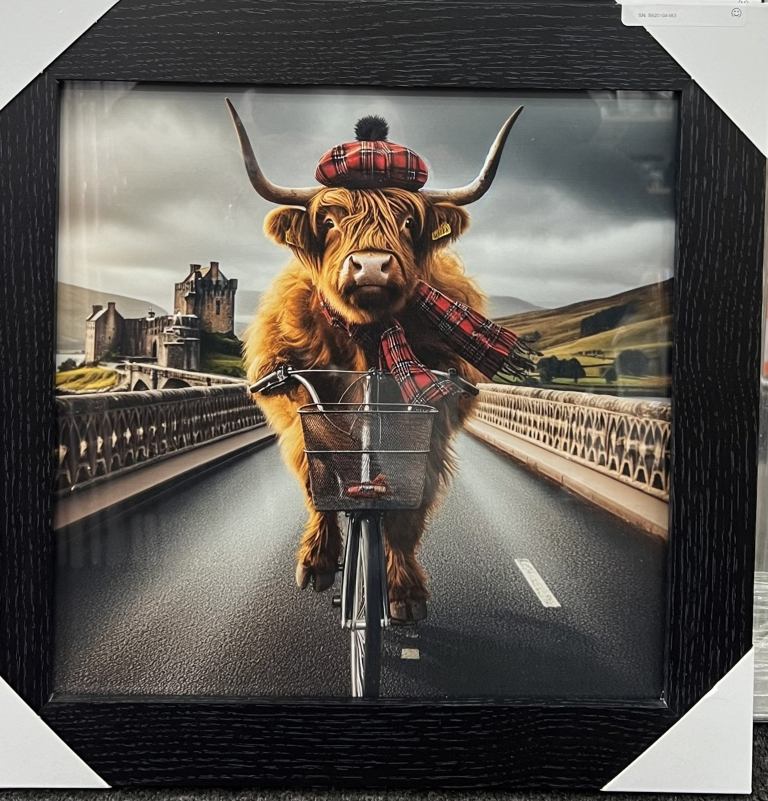Highland cow cycling fun picture with black frame 37x37cm