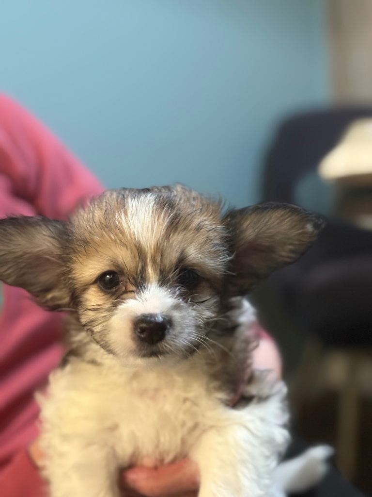 Chihuahua x papillon mix 