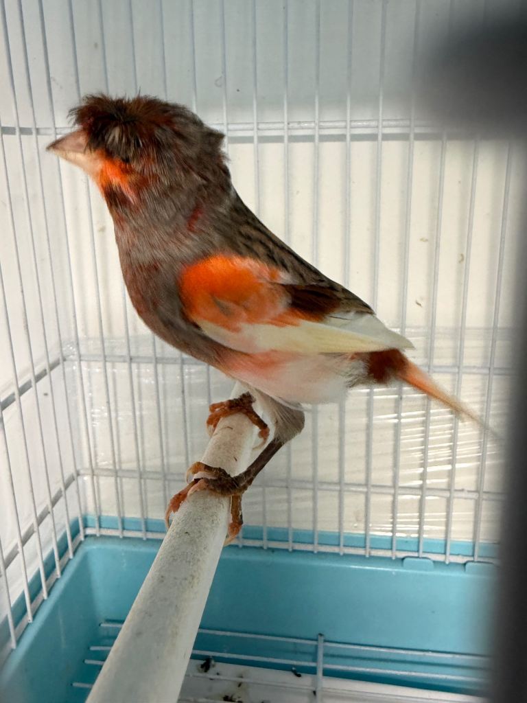 Harlequin canary 