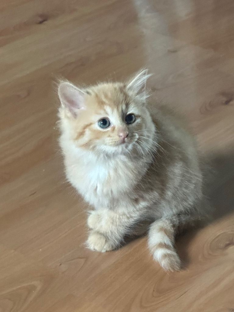 KITTENS FOR SALE  READY TO LEAVE NOW