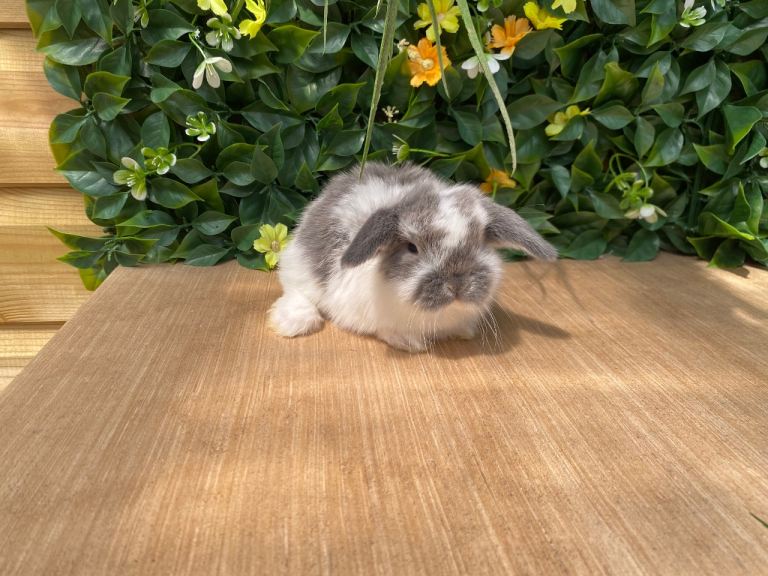 Mini lops bucks and does ready to reserve 