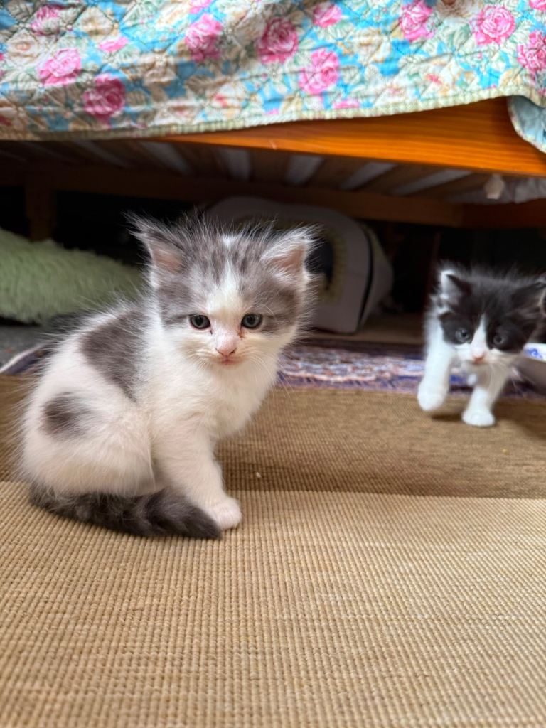 Ragdoll mix breed kittens 