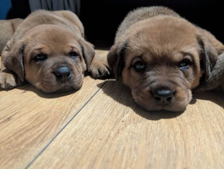 Rottweiler/ Dogue de Bordeaux 