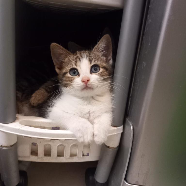 5 beautiful kittens 