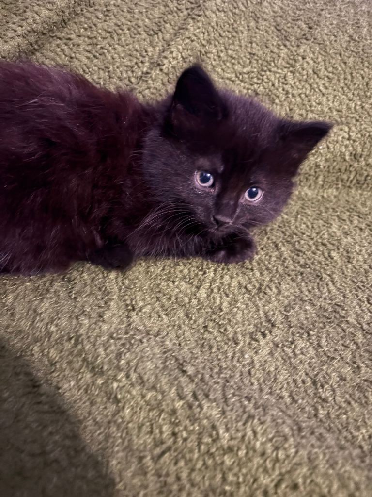 Lovely kitten