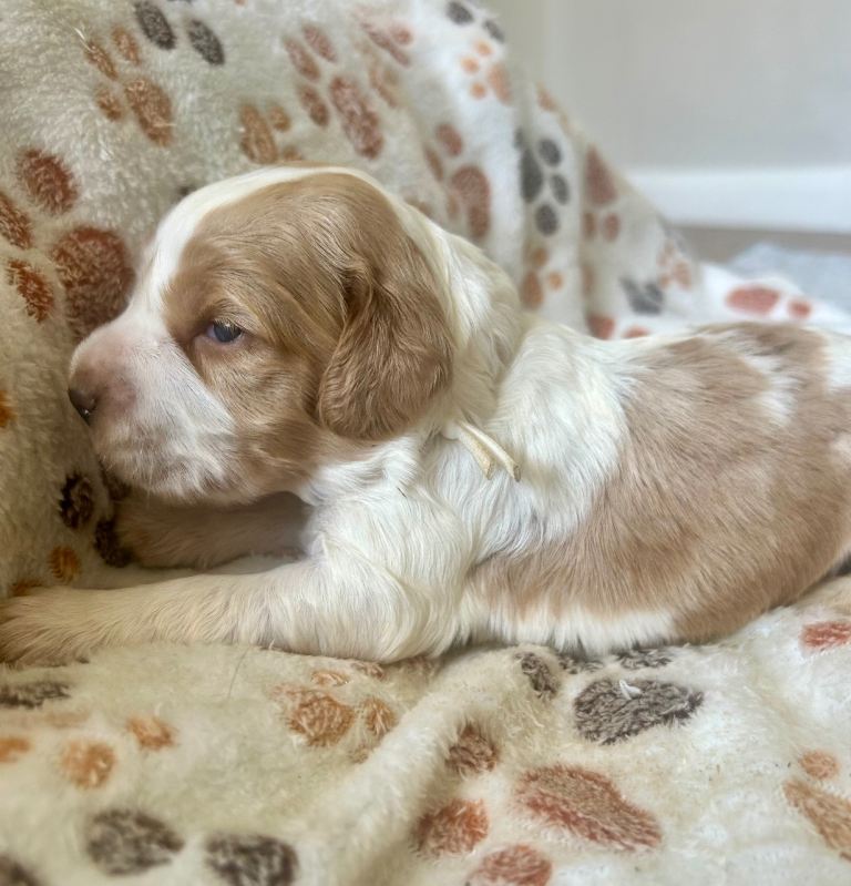Cocker Spaniel Pups 