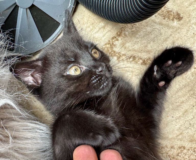 Black British Shorthair kittens Negotiable 