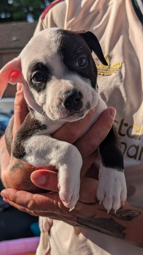 Staff pups