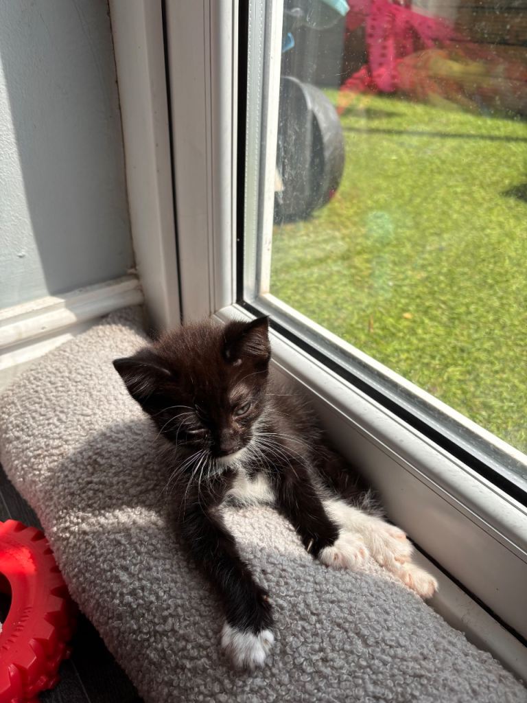 Kittens READY TO GO