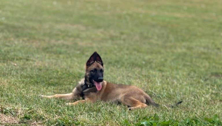 Belgian Malinois 