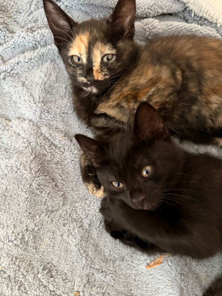 Russian blue mixed breed kittens 