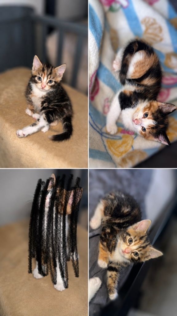 4 kittens available 