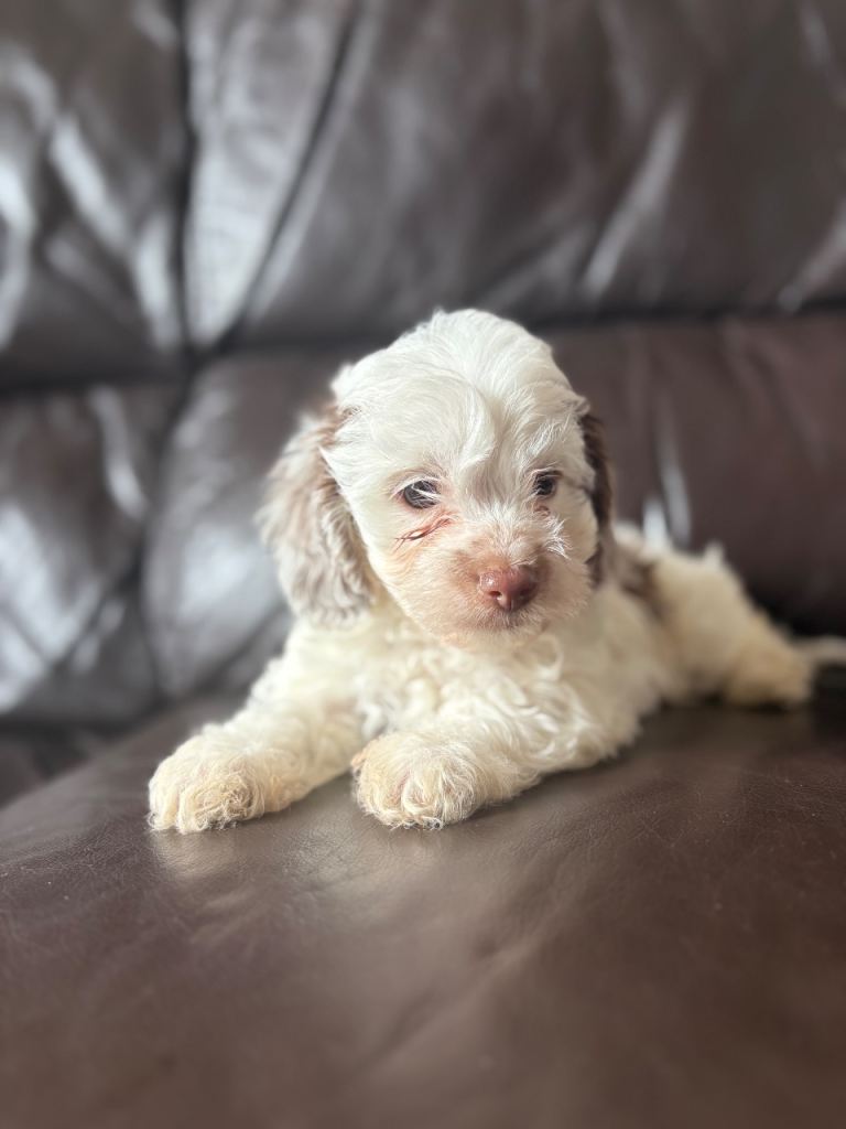 Beautiful Doxipoo puppies for sale