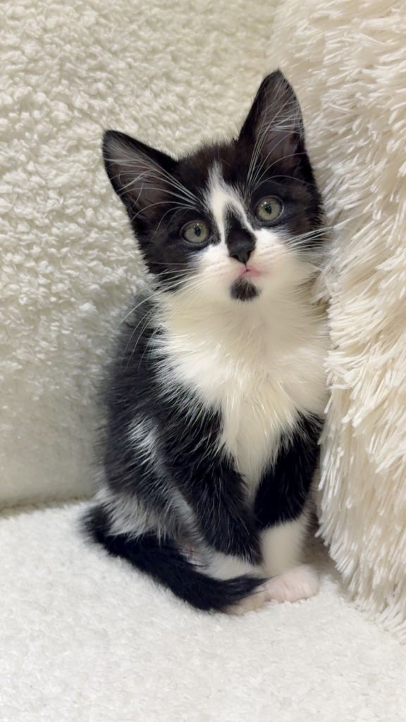 1 male and 2 female cute kittens 