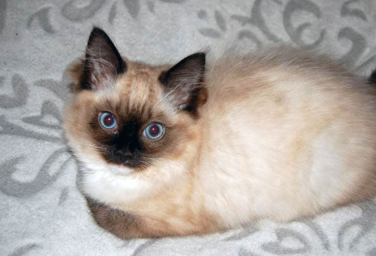Ragdoll Kittens - 3 Seal Point Girls (1 left, 2 sold) - READY NOW. Price each. Lochcarron/Inverness