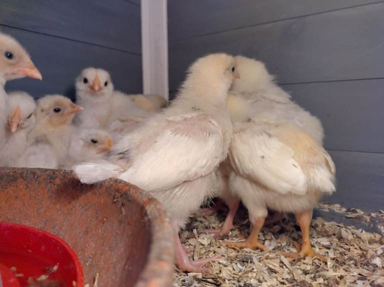 Chicken's chicks