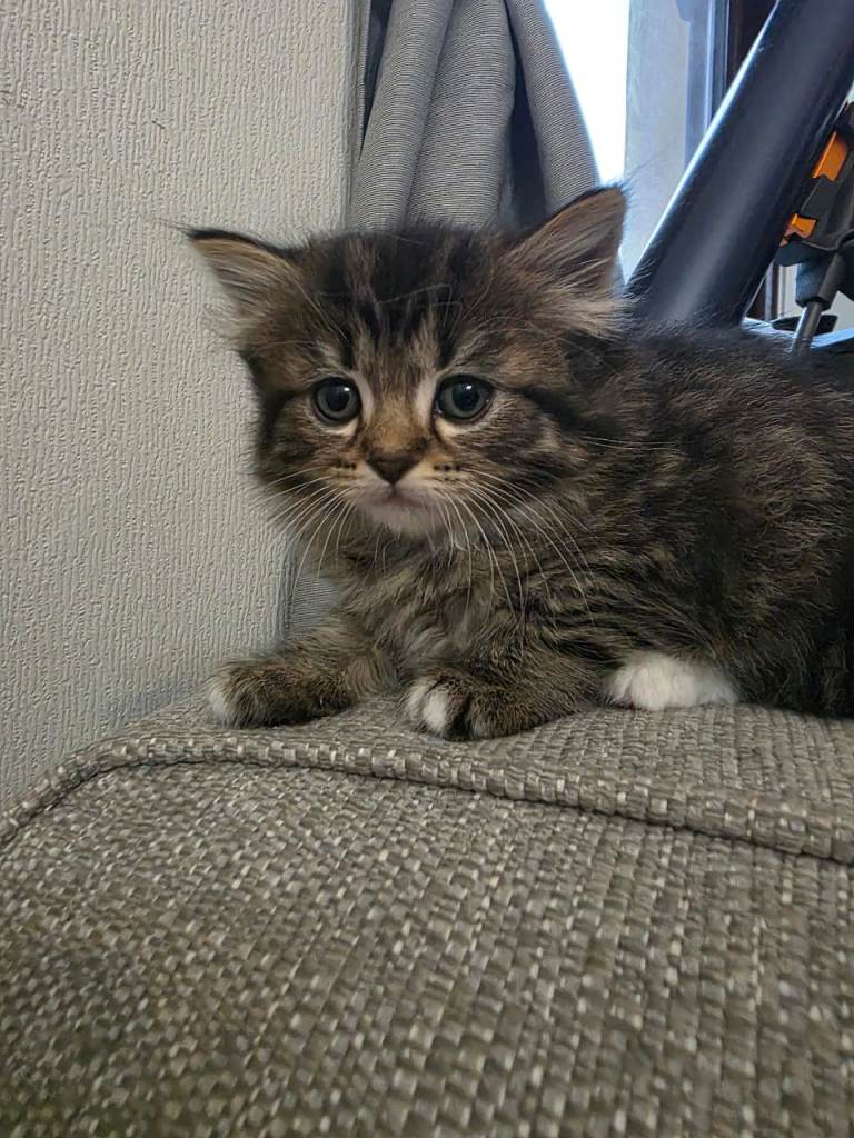 Fluffy Ragdoll Cross Female and Male Kittens – £500 – Glasgow