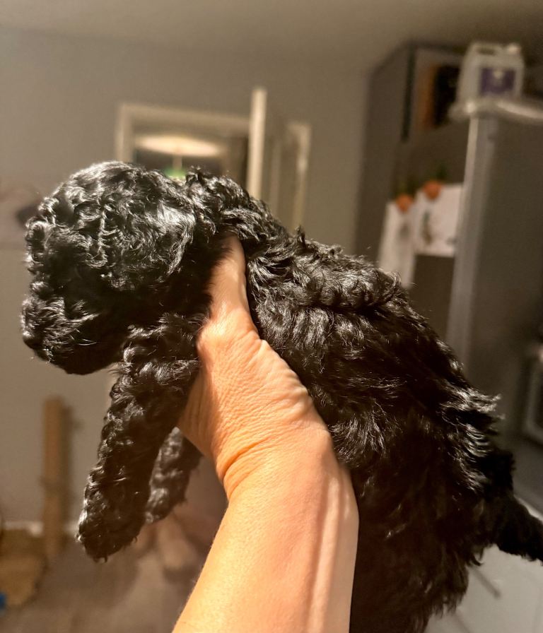 Poochon Toy poodle cross 