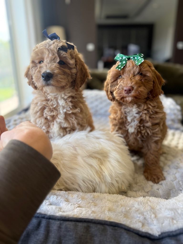 Cavapoo puppies
