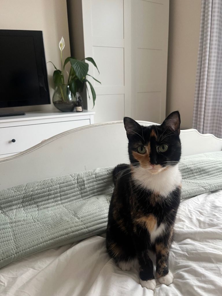 Sister cats for sale 