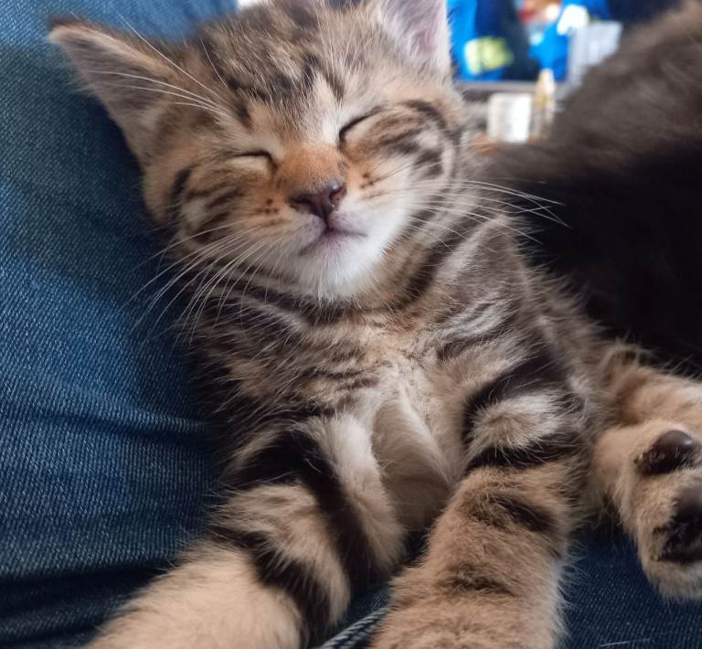 2 boys ready to rehome in first week of June