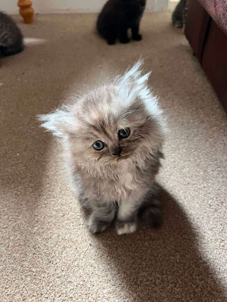 Persian kitten