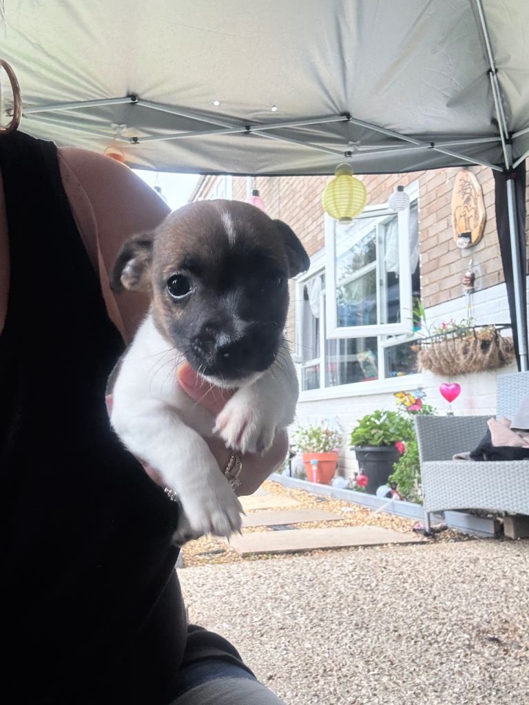 1 traditional Jack Russell pups  left !!  Girl 